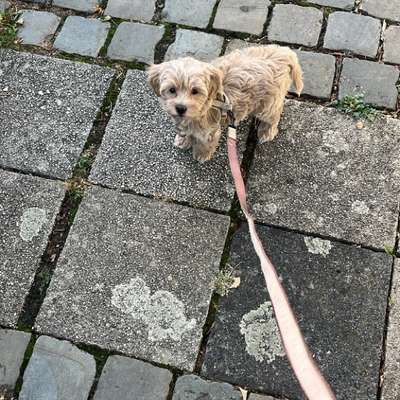 Hundetreffen-Welpentreffen Nähe Südviertel-Bild