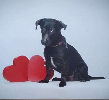 Unsere Fellnasen im Regenbogenland-Beitrag-Bild