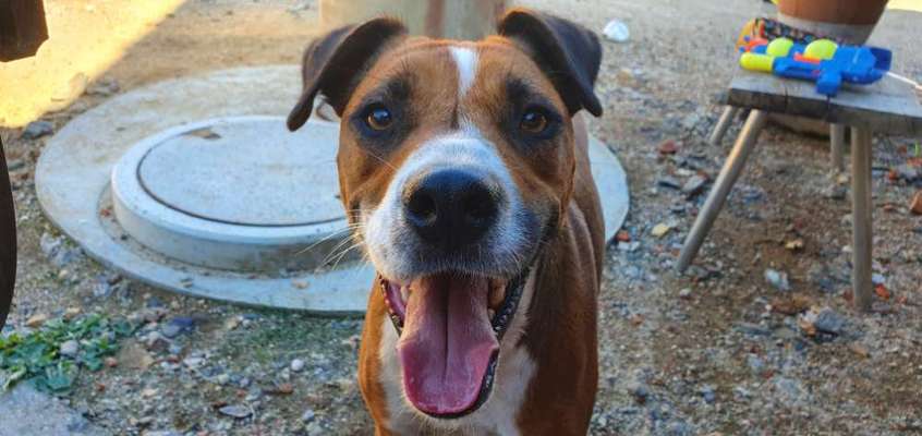 TierschutzhundeStammtisch🐕-Beitrag-Bild