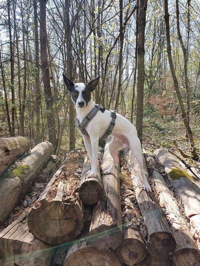 Zeigt her eure Junghunde :)-Beitrag-Bild