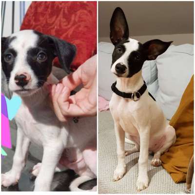 Welpenfotos-Beitrag-Bild