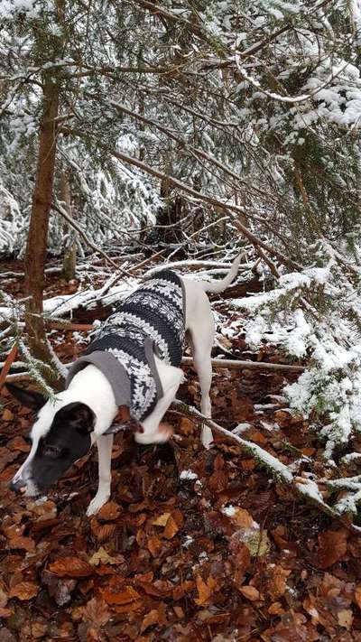 Fotochallenge 61 ~ Schnee-Beitrag-Bild