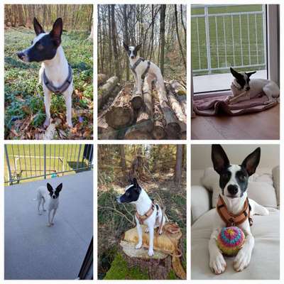 Auslandstierschutz-Beitrag-Bild