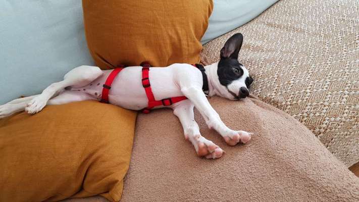 Seltene Rassen!-Beitrag-Bild