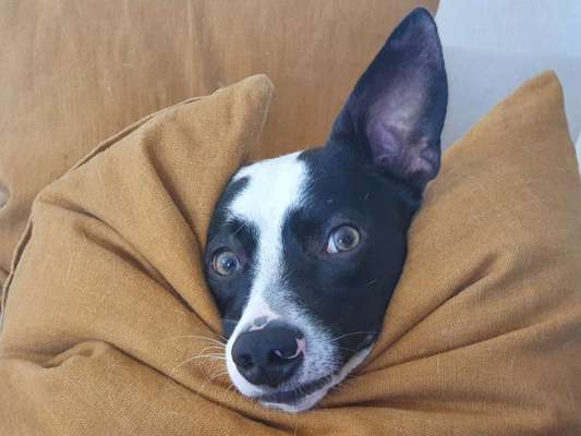 Podencomischling oder Podenco-Beitrag-Bild