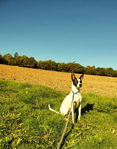 Auslandstierschutz-Beitrag-Bild