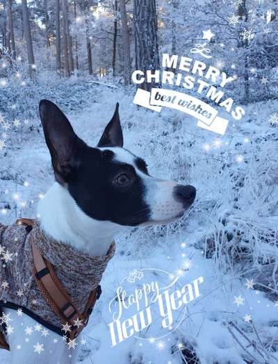 TierschutzhundeStammtisch🐕-Beitrag-Bild