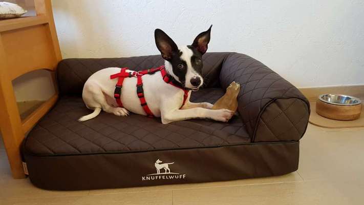 Ratonero Bodeguero Andaluz (plus Mischlinge)-Beitrag-Bild