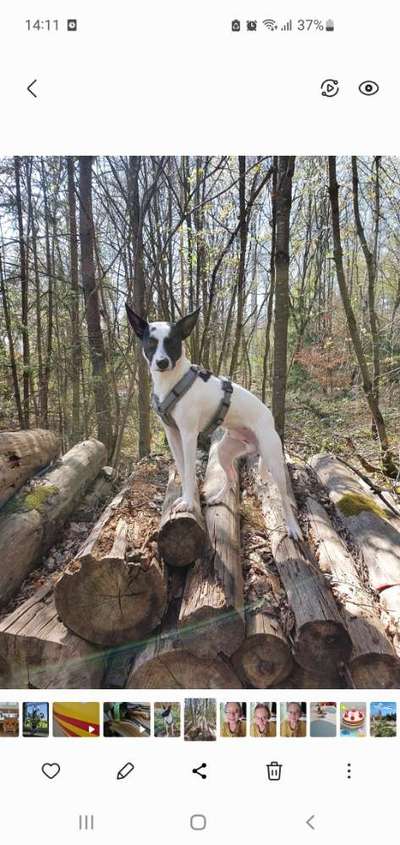 TierschutzhundeStammtisch🐕-Beitrag-Bild