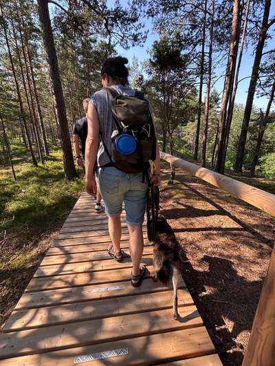 Hund abgegeben, weil Urlaub anstand? Leider kein Witz 😳-Beitrag-Bild