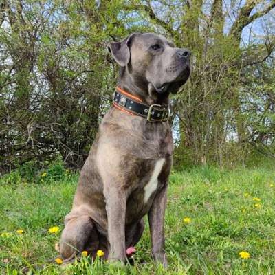 Hundetreffen-Gassitreffen-Profilbild