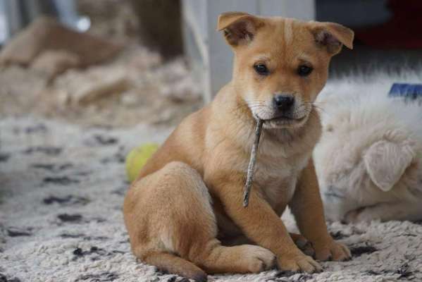 Welpen Bilder !-Beitrag-Bild