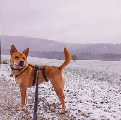 Rottweiler/-Mischlinge-Beitrag-Bild