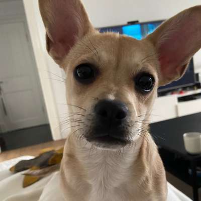 Hundetreffen-Spieltreffen - Kleine Hunde bis 15kg-Bild