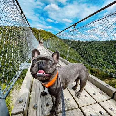 Hundetreffen-Gassi-Spiel-Runde-Bild