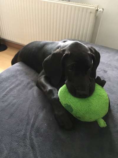 Die Dogorama Wochen Challenge-Beitrag-Bild