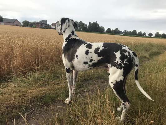 Deutsche Doggen Besitzer zeigt euch-Beitrag-Bild