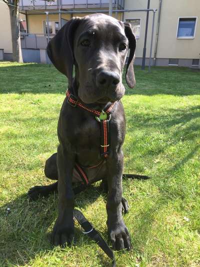 Deutsche Doggen Besitzer zeigt euch-Beitrag-Bild