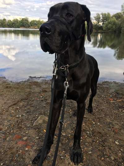 Deutsche Doggen Besitzer zeigt euch-Beitrag-Bild