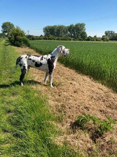 Deutsche Doggen Besitzer zeigt euch-Beitrag-Bild