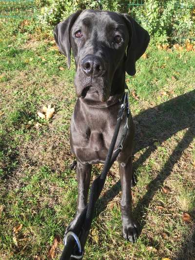 Deutsche Doggen Besitzer zeigt euch-Beitrag-Bild