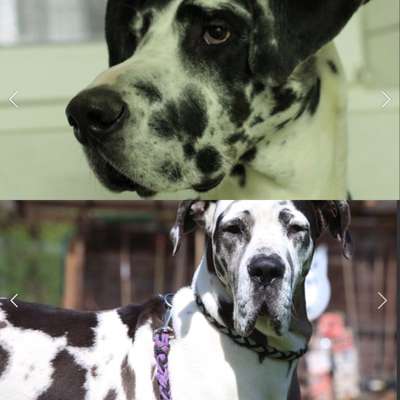 Tierschutzhunde suchen ein Zuhause-Beitrag-Bild