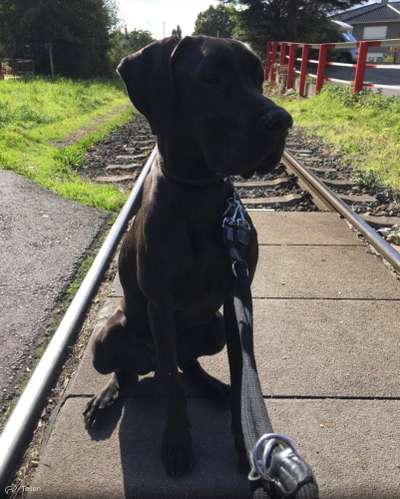 Deutsche Doggen Welpen-Beitrag-Bild