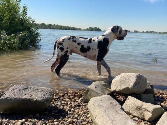 Deutsche Doggen Besitzer zeigt euch-Beitrag-Bild