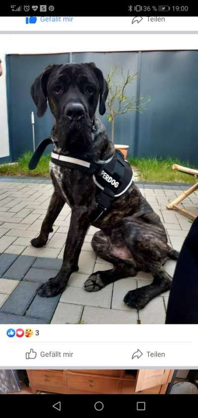 Boxer ???-Beitrag-Bild