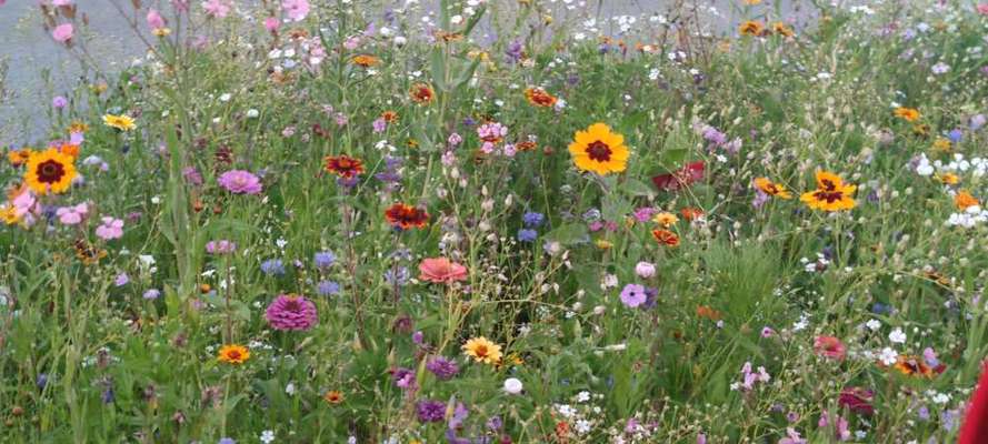 Die wunderschöne Welt mit Hund.-Beitrag-Bild