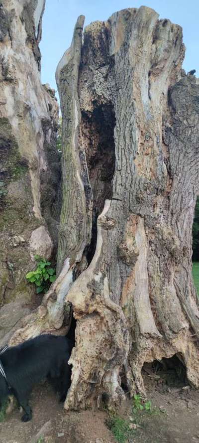 Die wunderschöne Welt mit Hund.-Beitrag-Bild