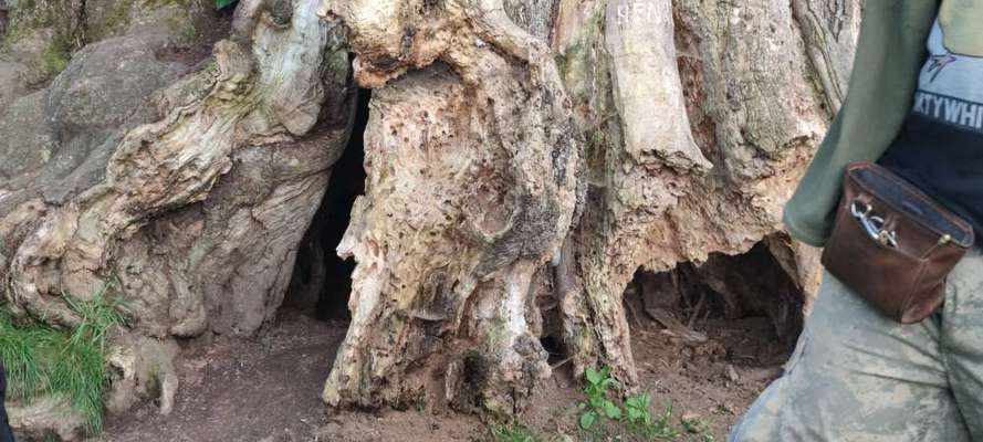 Die wunderschöne Welt mit Hund.-Beitrag-Bild