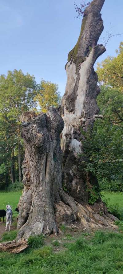 Die wunderschöne Welt mit Hund.-Beitrag-Bild