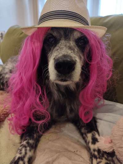 Rücksicht und die "Chemiekeule" beim Hund.-Beitrag-Bild