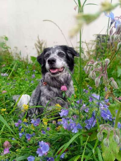 Spitz--Zwergspitz--kleinspitz---mittelspitz----Großspitz--Wolfsspitz-Beitrag-Bild