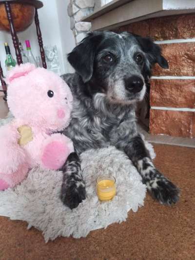 Zeig dein Hund mit seinem Lieblingsspielzeug-Beitrag-Bild