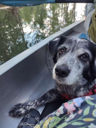 "Gut erzogen" ist ein weit ausgedehnter Begriff-Beitrag-Bild