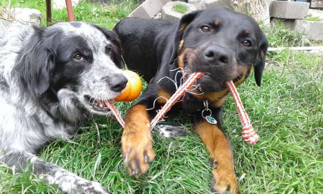Unsere Fellnasen im Regenbogenland-Beitrag-Bild