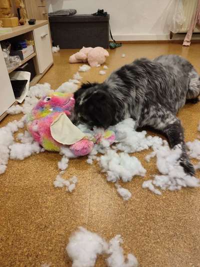 Fotochallenge 113: Auf frsicher Tat ertappt-Beitrag-Bild