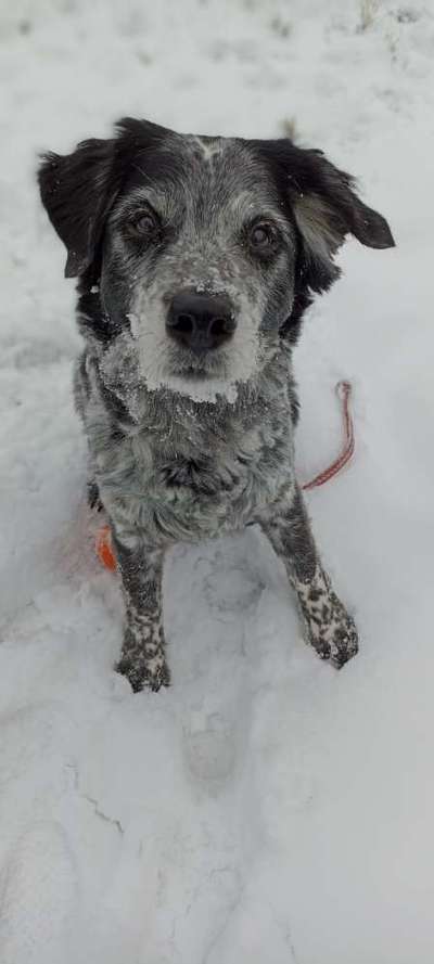 Hunderunde-Beitrag-Bild