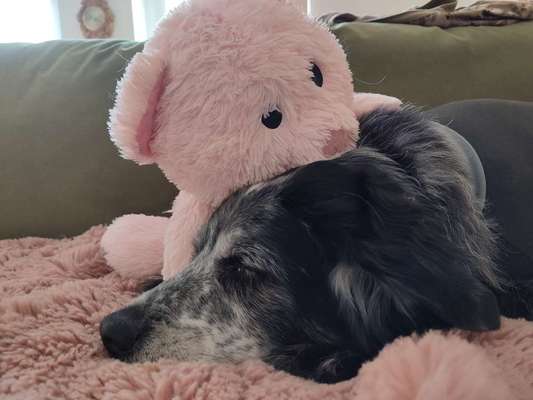 Euer Hund und sein Lieblingskuscheltier-Beitrag-Bild