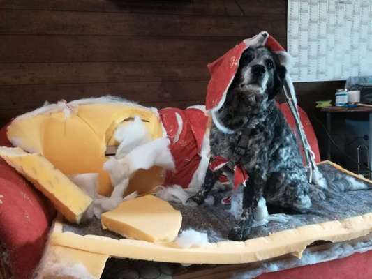 Hier ist der Spaßthread. Zum Schmunzeln und Kaputtlachen-Beitrag-Bild