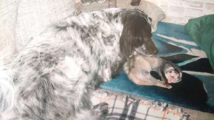 Fotochallenge Nr. 51 "Euer Hund mit anderen Tieren"-Beitrag-Bild