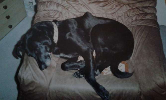 Unsere Fellnasen im Regenbogenland-Beitrag-Bild