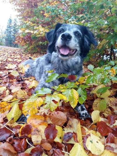 Die Dogorama Kalender Challenge Teil 1/4-Beitrag-Bild