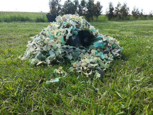 Dogorama Photo Challenge - Tarnung ist alles-Beitrag-Bild