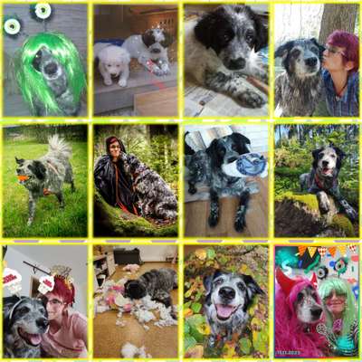 11. Collagen-Challenge
Dein*e Hund*e in verschiedenen Lebensphasen-Beitrag-Bild