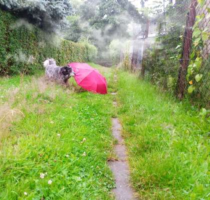Die Dogorama Wochen Challenge: “Regenspaziergänge"-Beitrag-Bild