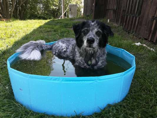 Wie "jung" haben sich eure Hunde gehalten ?-Beitrag-Bild