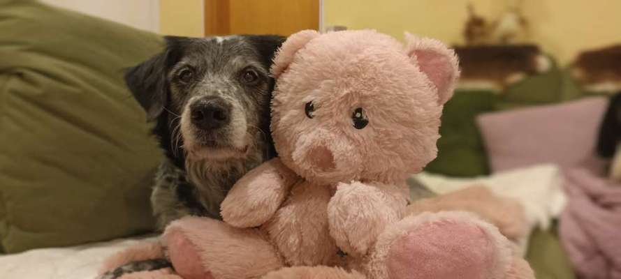 Dogorama Photo Challenge - Lieblingsspielzeug!-Beitrag-Bild